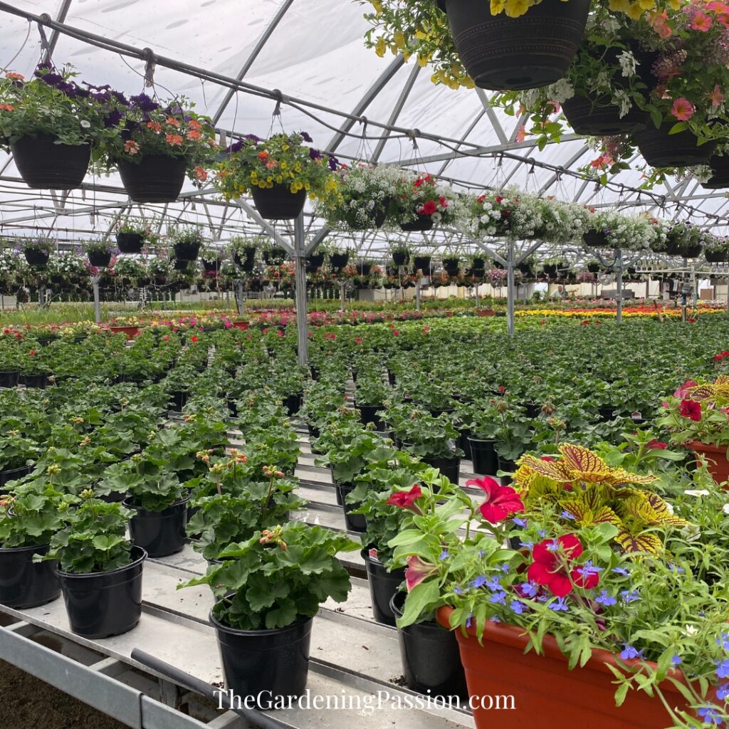 Murray Farms Greenhouse Tour