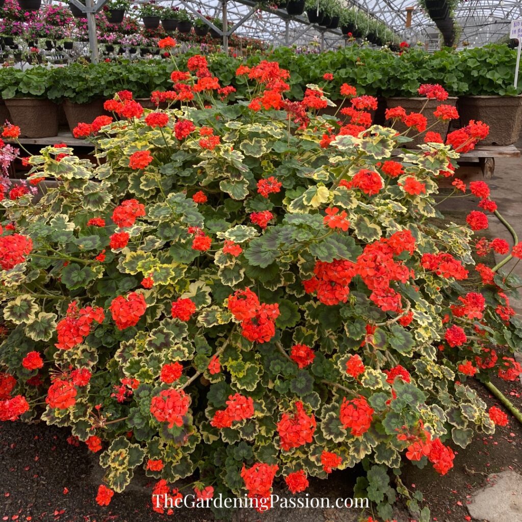 Murray Farms Greenhouse Tour