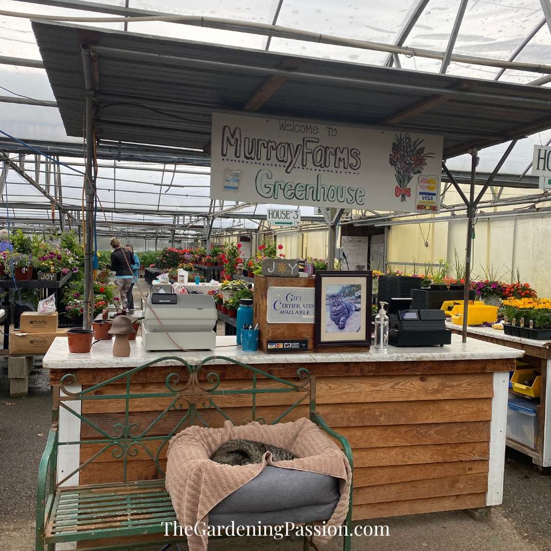 Murray Farms Greenhouse Tour